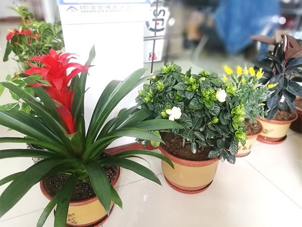 【栽花季】格誠(chéng)經(jīng)緯齊上陣，培土育花把春忙